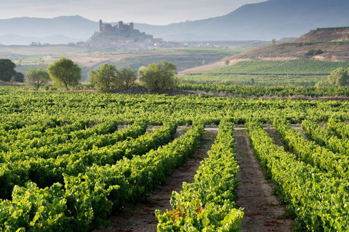Bodegas Riovinsa