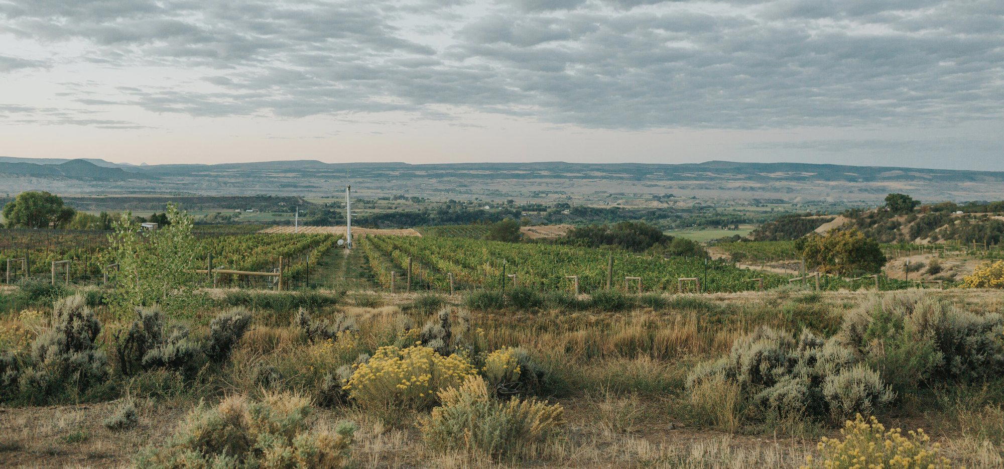 The Storm Cellar winery in Colorado