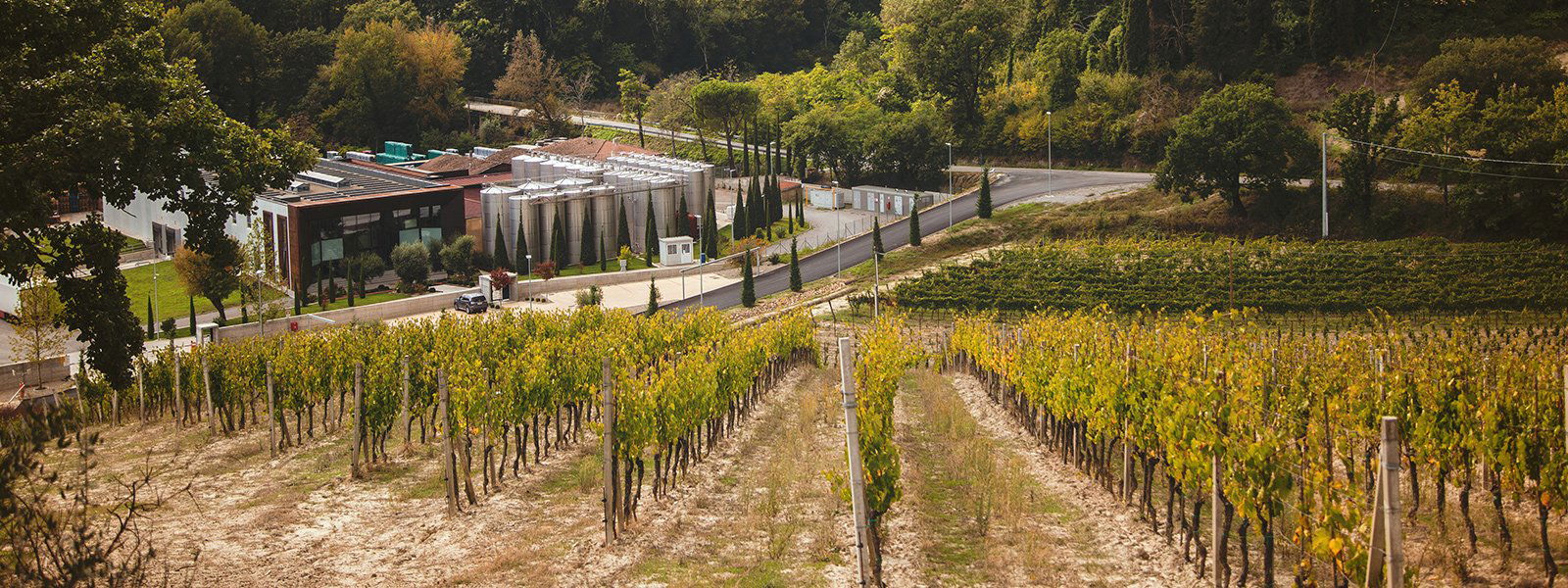 Barbanera, Winery in Cetona