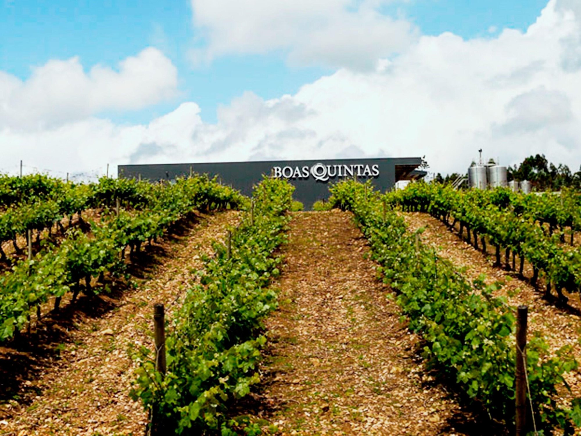 Boas Quintas Sociedade Agricola, Winery in Sobral Mortagua