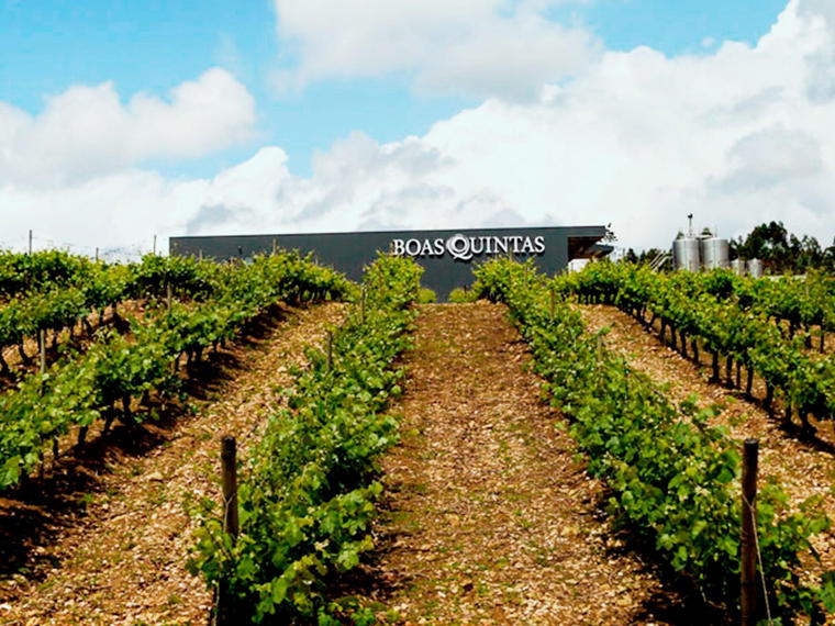Boas Quintas Sociedade Agricola, Sobral Mortagua, Portugal