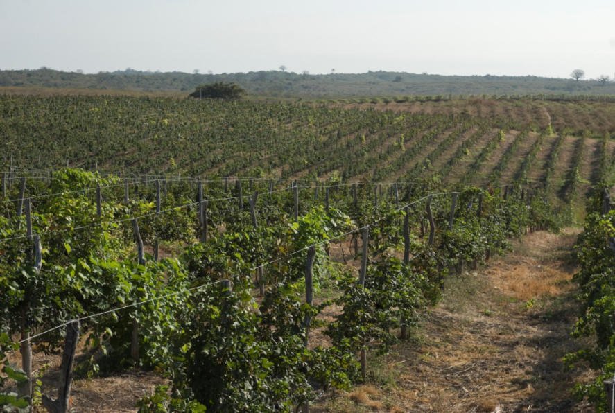 Destilería Demian winery in Buenos Aires, Argentina