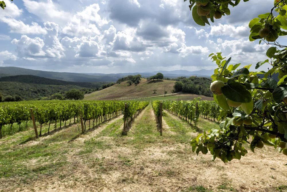 Le Sode di Sant‘Angelo winery in Massa Marittima