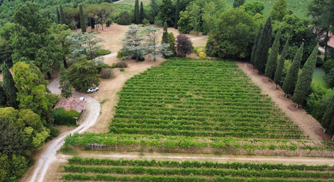 Le Vigne di San Pietro, Sommacampagna, Italy