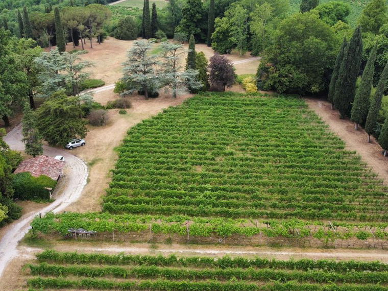 Le Vigne di San Pietro, Sommacampagna, Italy