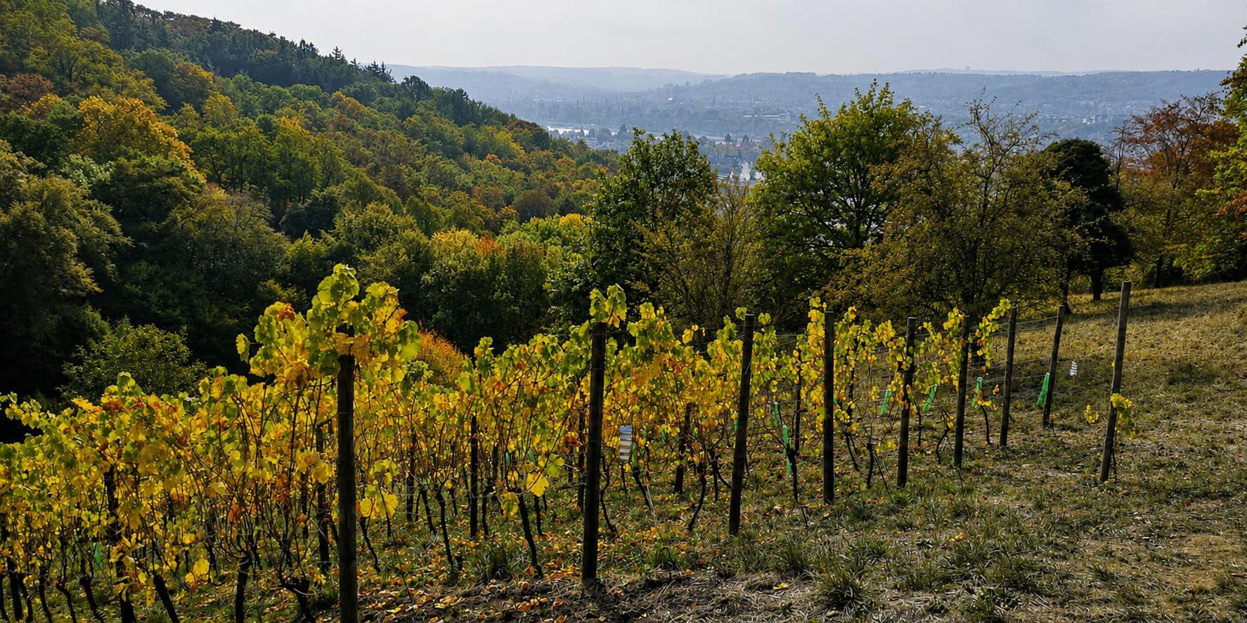 Kay Weine winery in Königswinter
