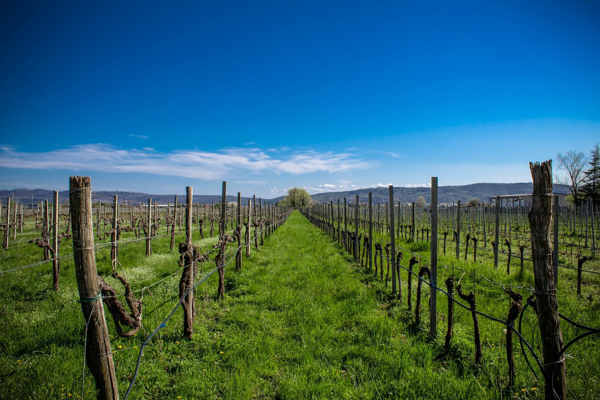 Farella Vineyard, Winery in Napa