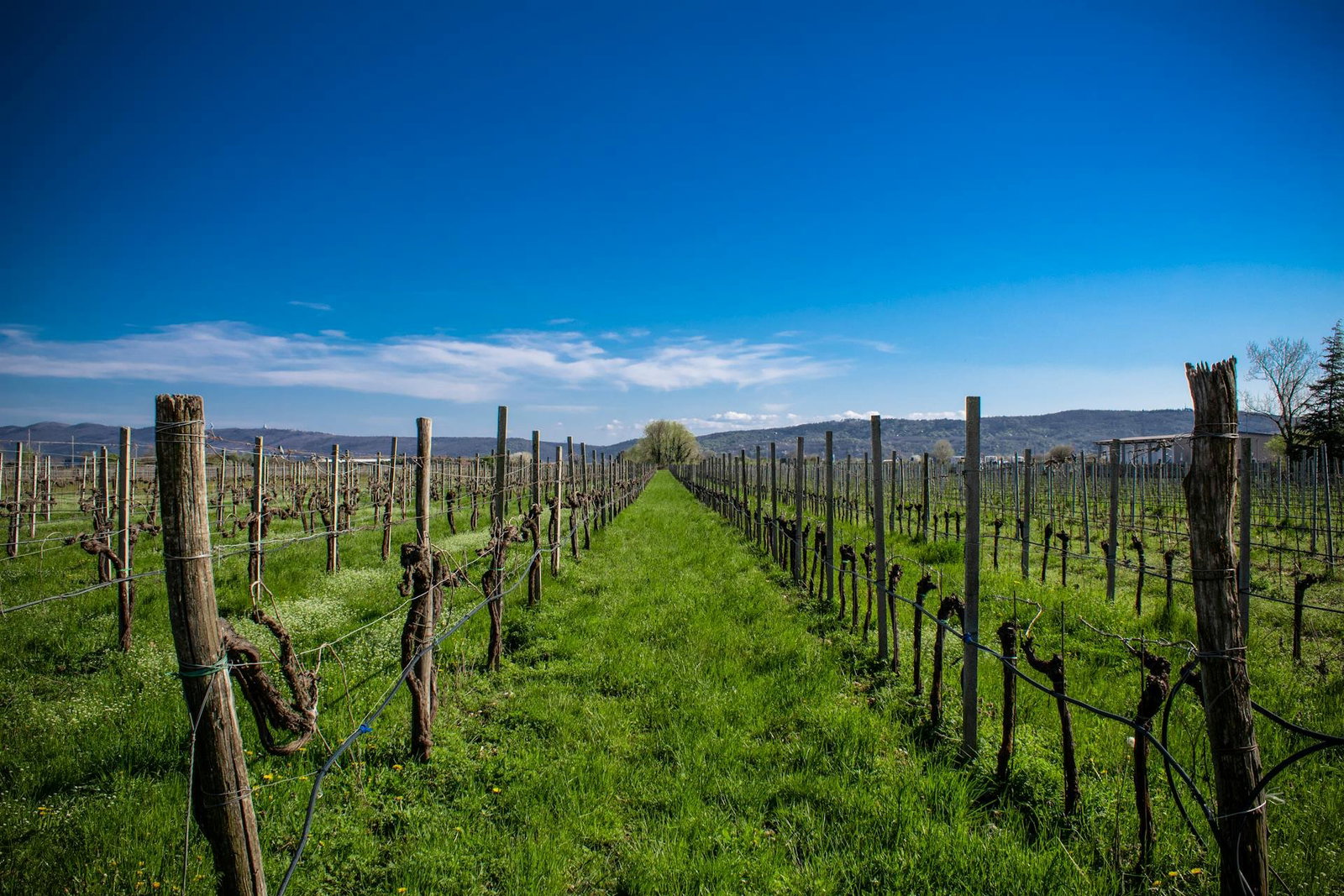 Farella Vineyard