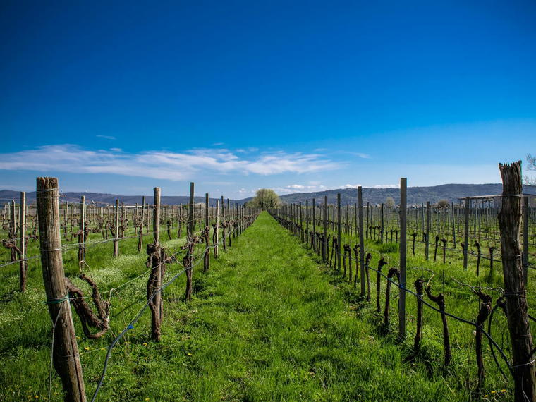 Farella Vineyard, Napa, United States