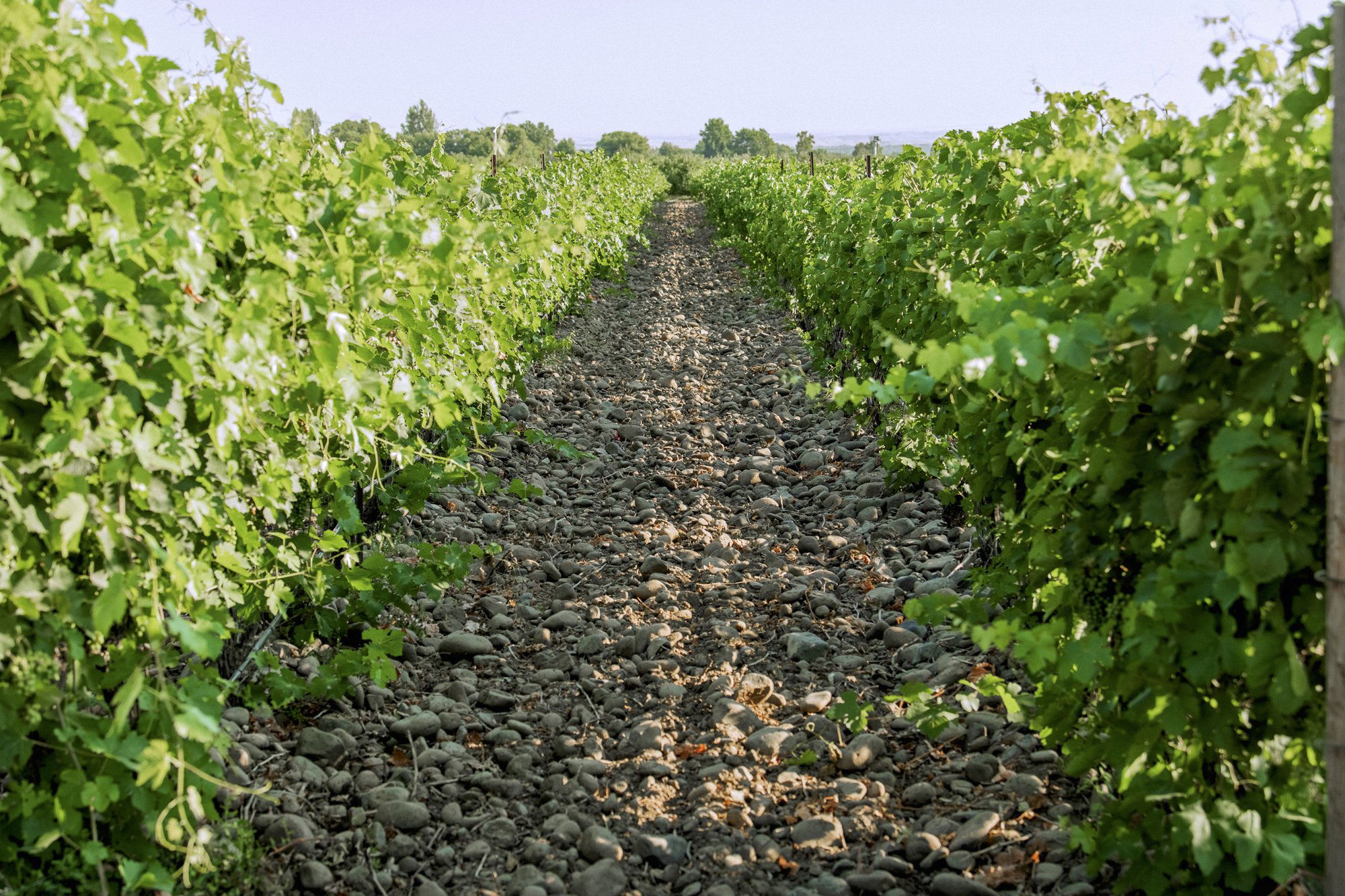 Cayuse Vineyards, Winery in Walla Walla