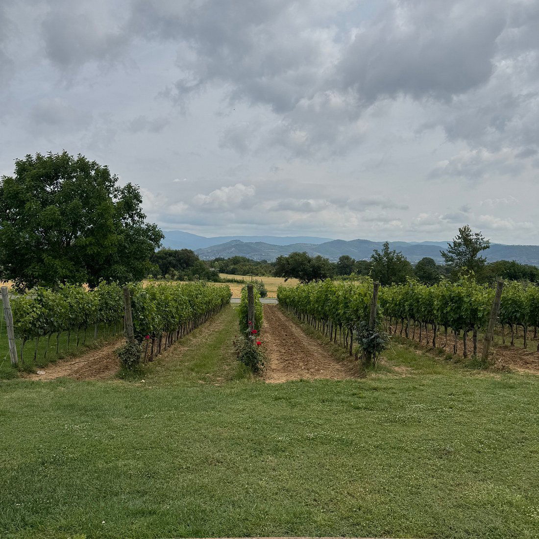 Baldetti, Winery in Cortona