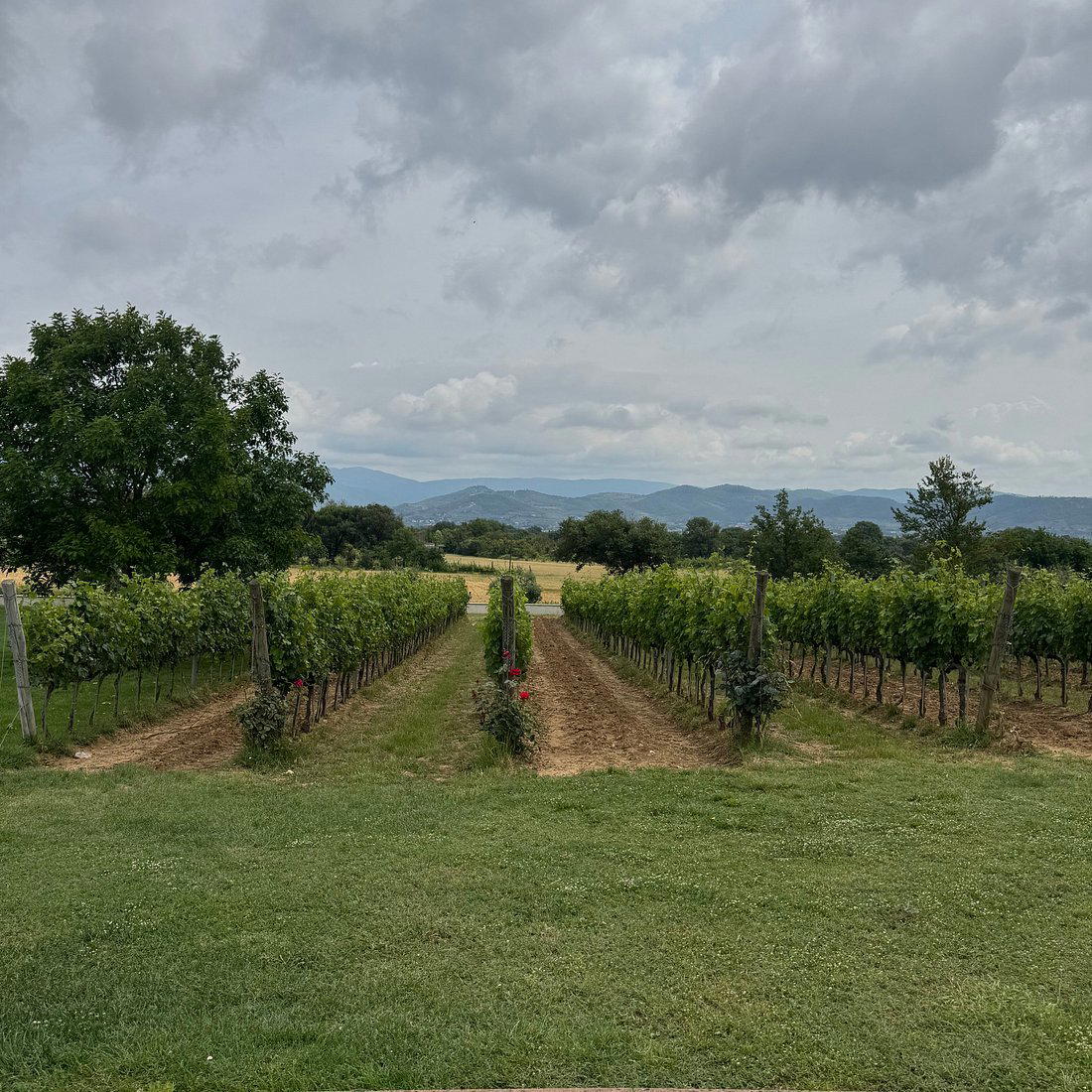 Baldetti winery in Cortona, Italy