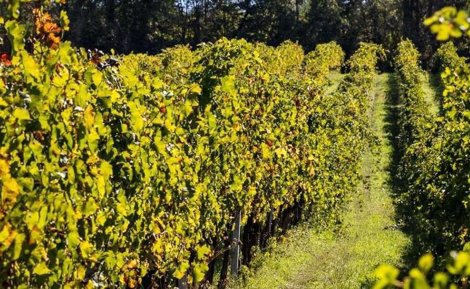 Terra Fageto winery in Pedaso