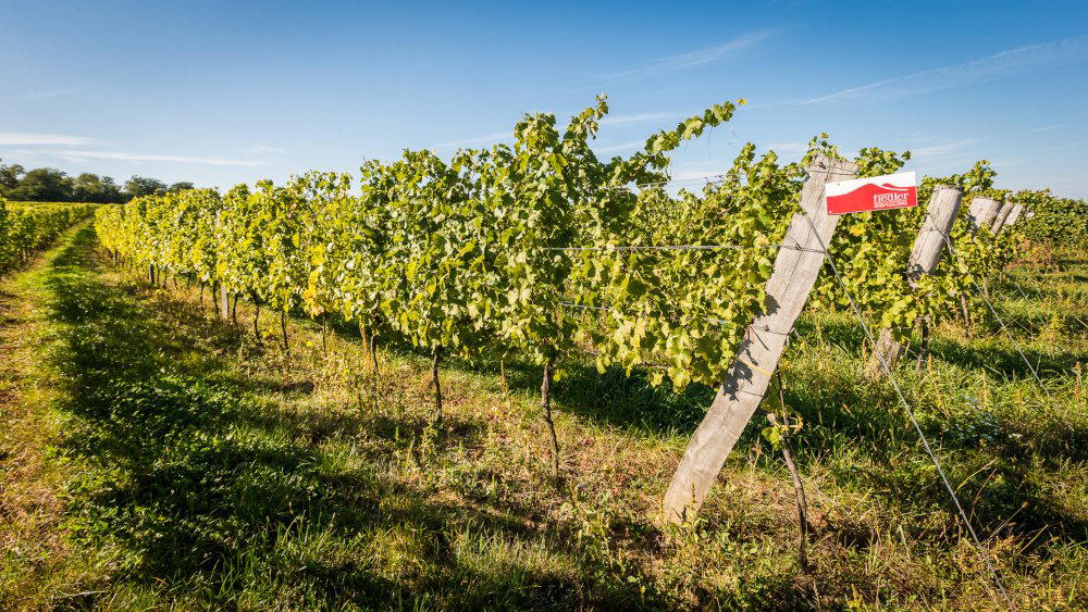 Weingut Grenzhof-Fiedler winery in Morbisch