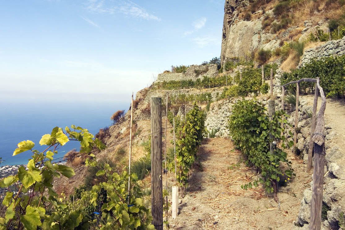 Casa d'Ambra, Winery in Forio
