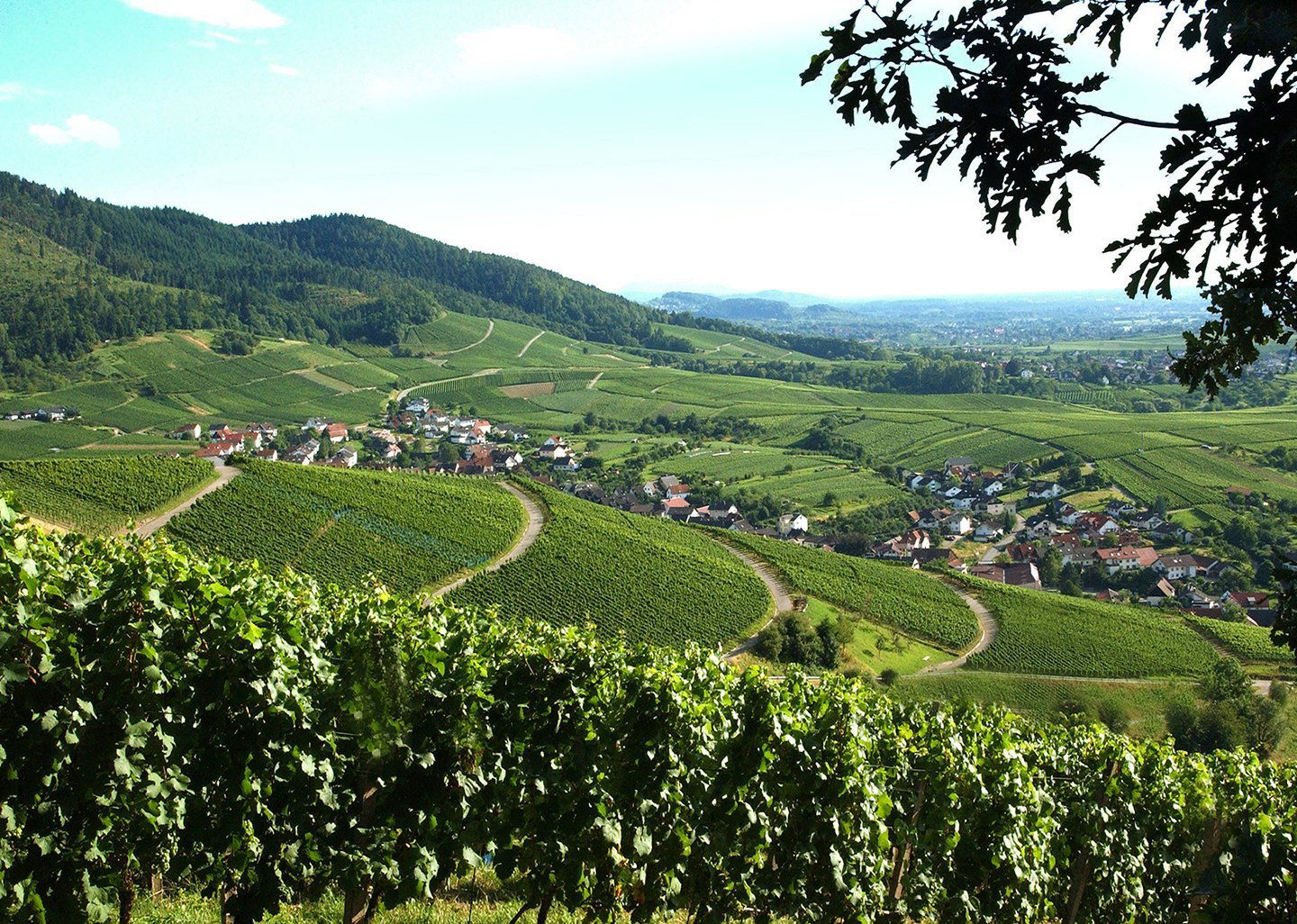 Baden-Badener Weinhaus am Mauerberg GmbH, Winery in Baden Baden Neuweier