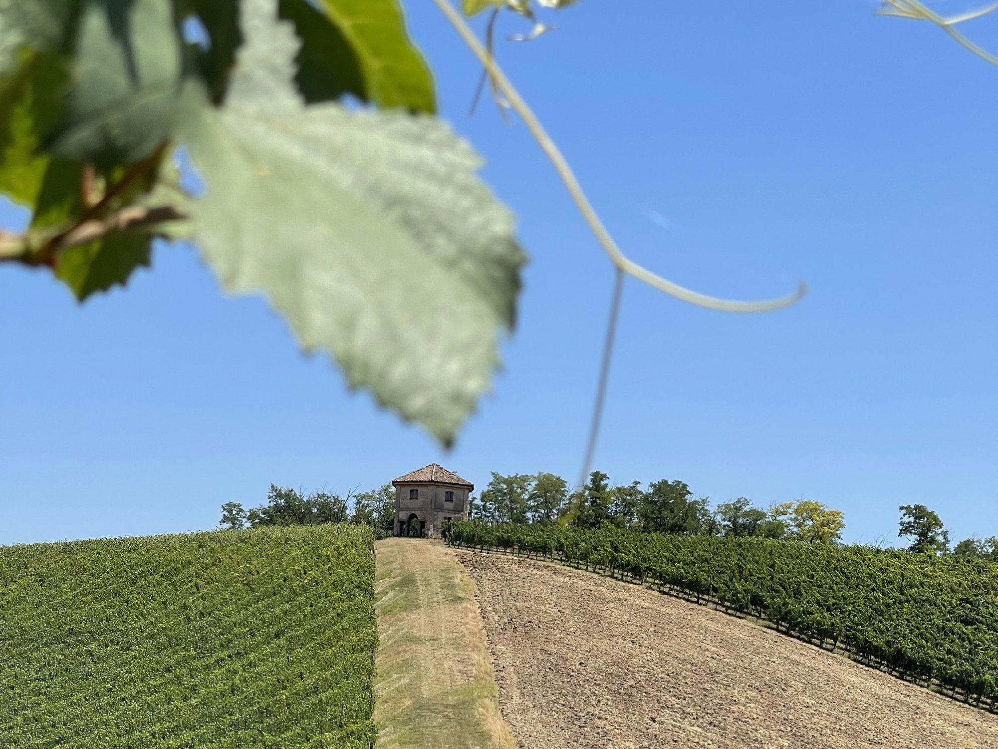 Montelio winery in Codevilla