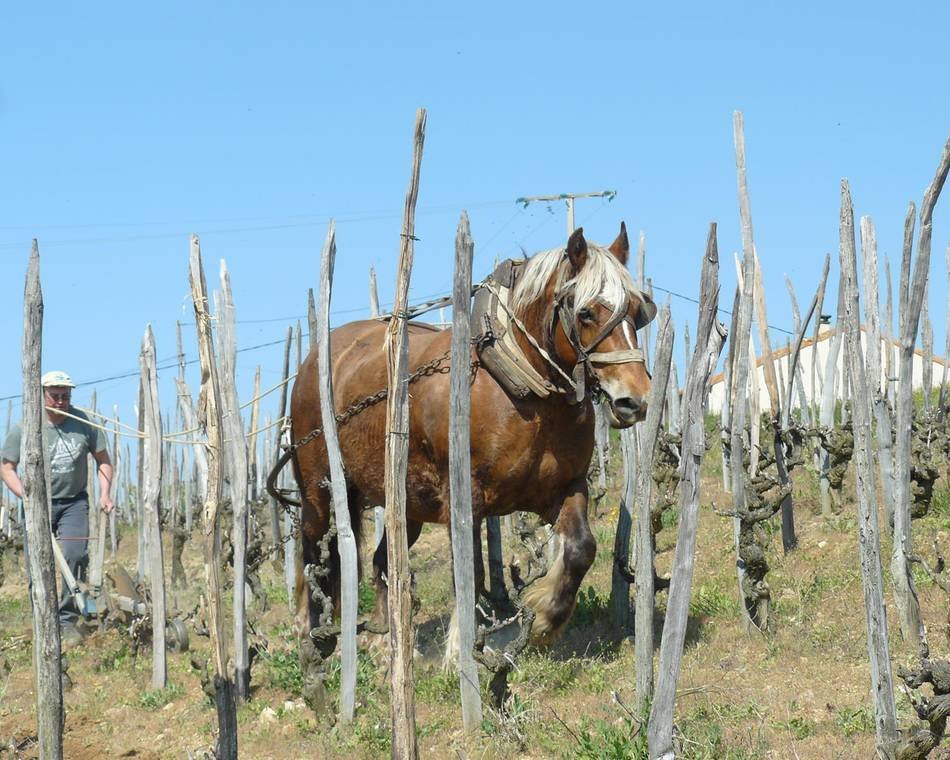 Domaine Rouchier, Saint Jean De Muzols, France