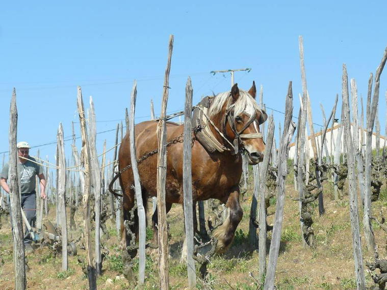 Domaine Rouchier, Saint Jean De Muzols, France