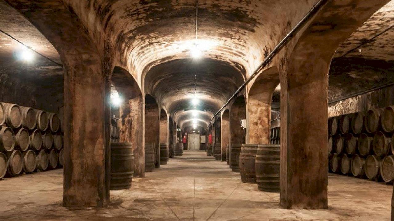 Bodegas y Viñedos del Mediterraneo, Winery in Yecla