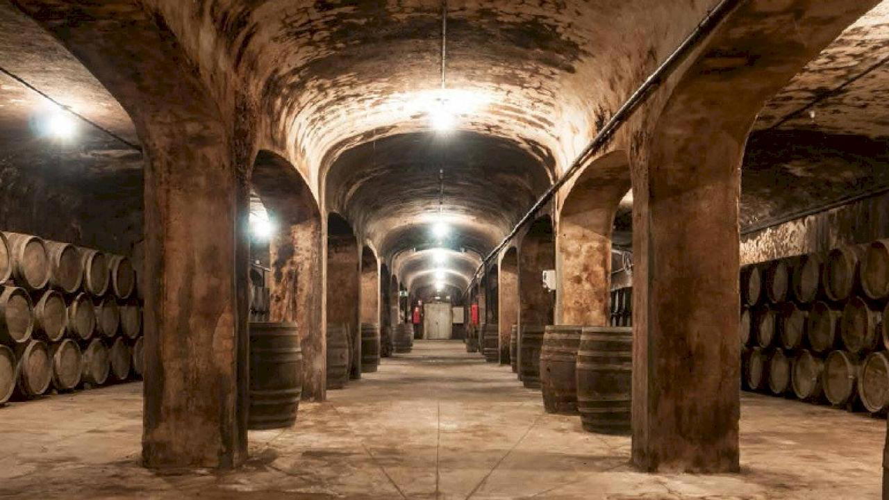 Bodegas y Viñedos del Mediterraneo winery in Yecla