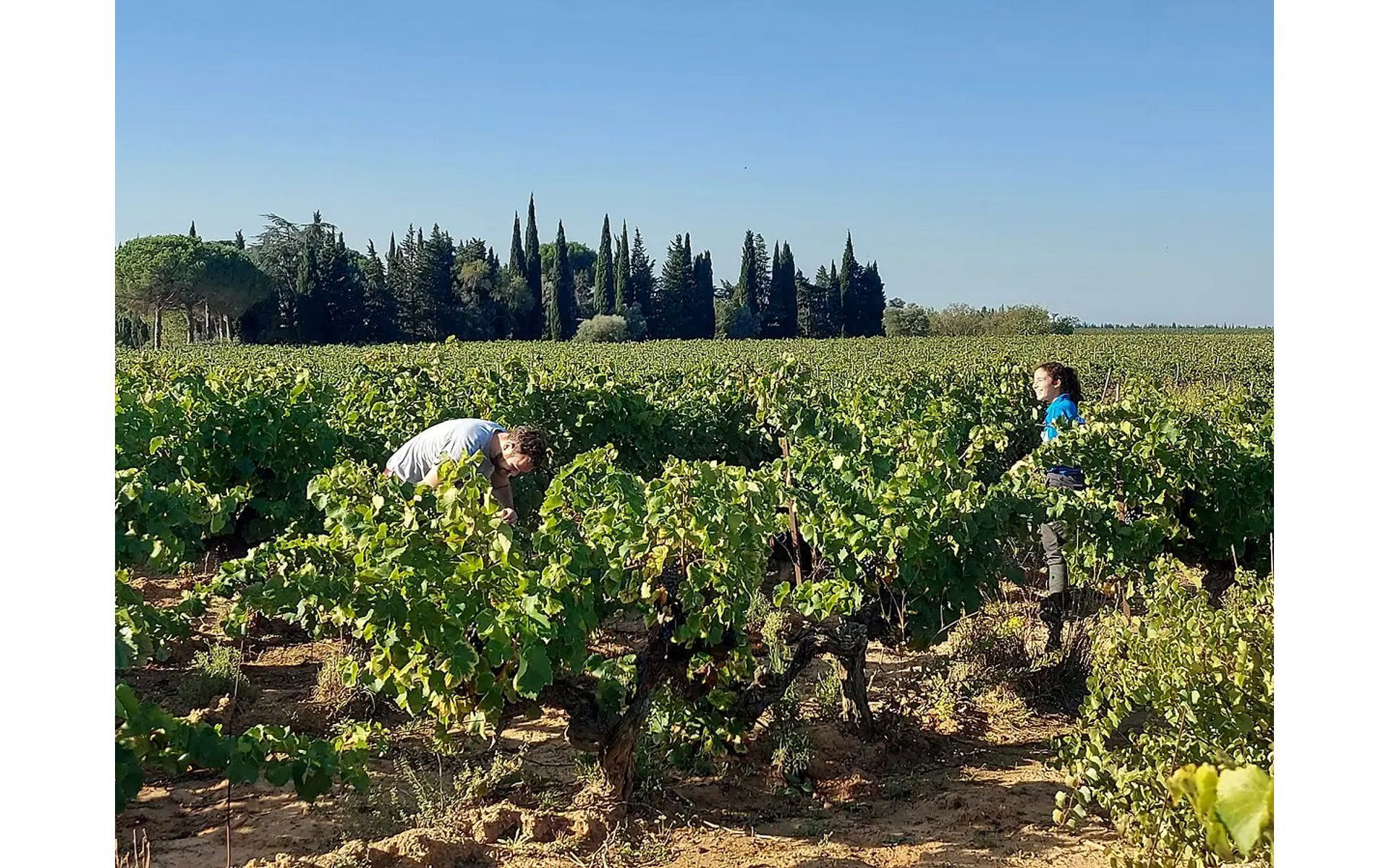 Mas Des Bressades, Winery in Manduel
