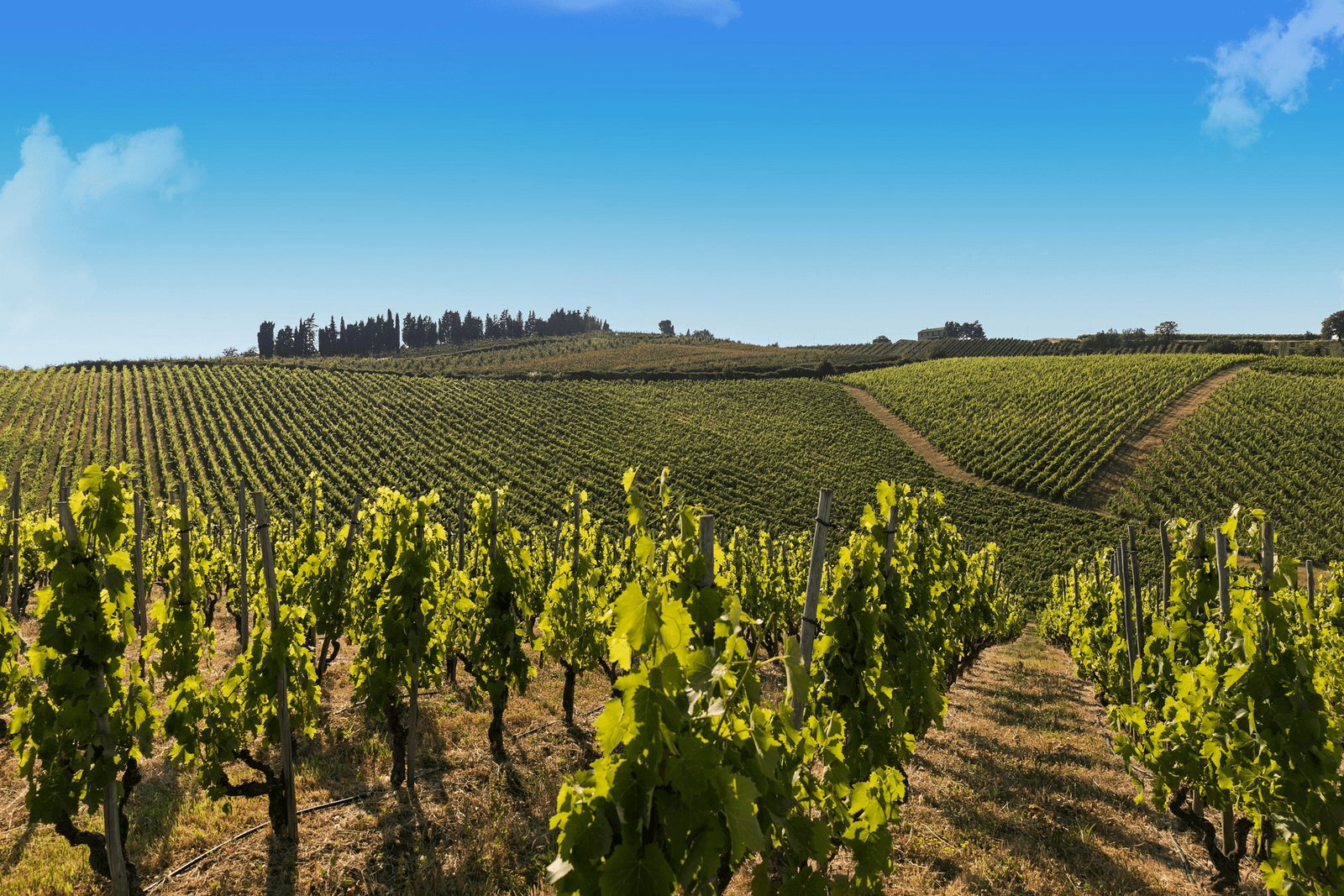 Fattoria Zerbina, Faenza, Italy