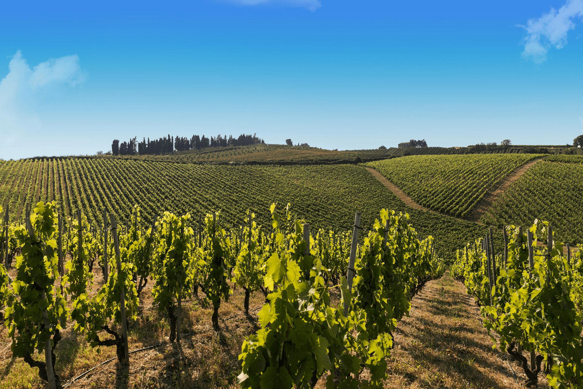 Fattoria Zerbina winery in Faenza
