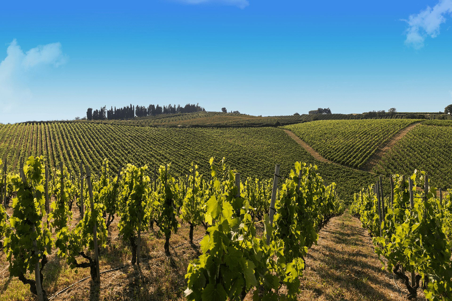 Fattoria Zerbina, Winery in Faenza