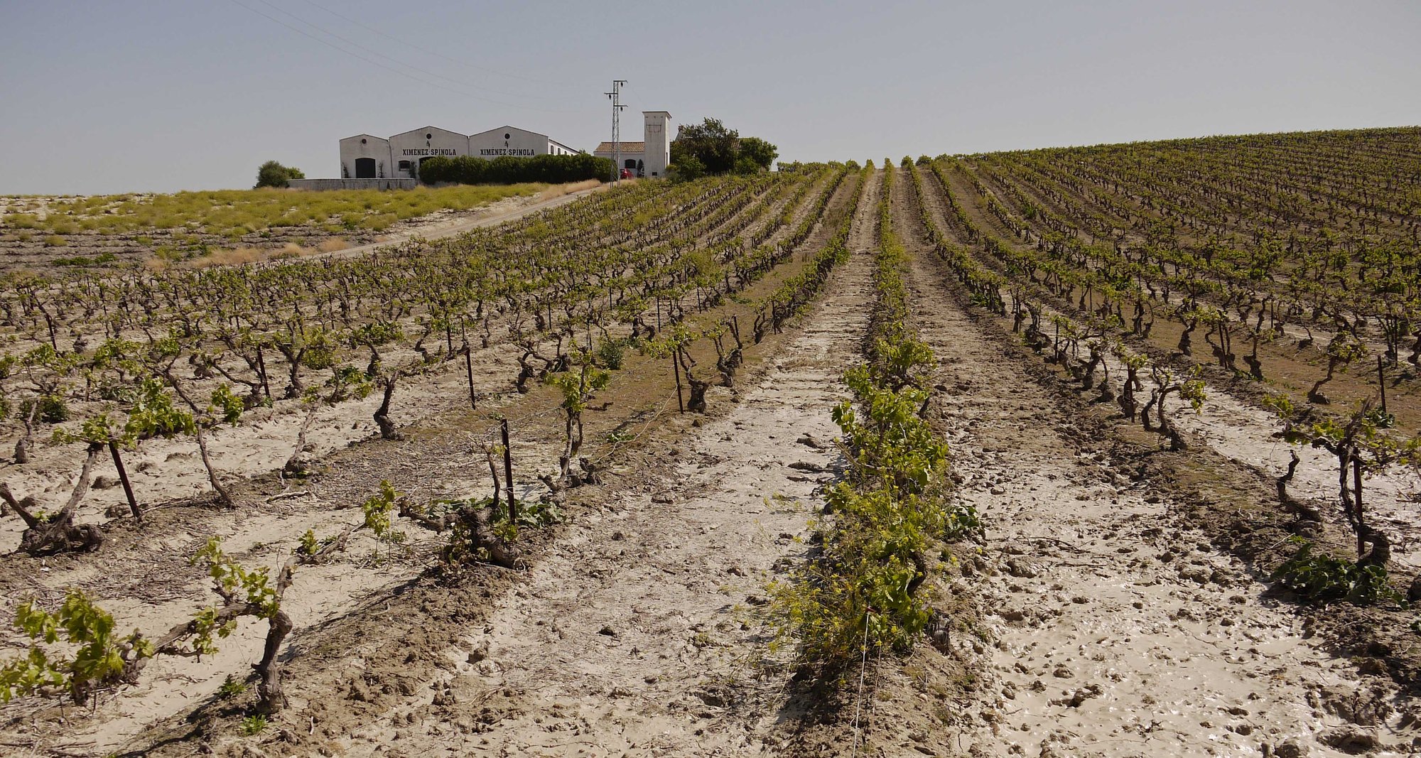 Bodega Ximénez Spinola