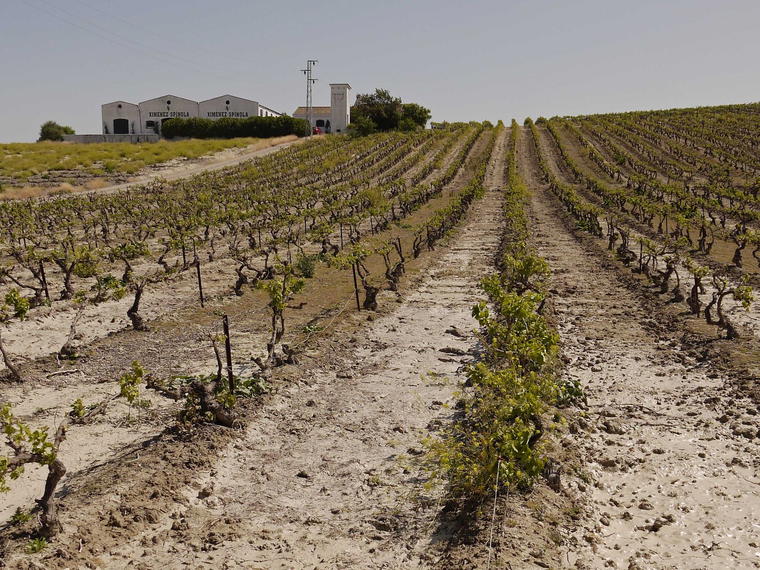 Bodega Ximénez Spinola, Jerez de la Frontera, Spain