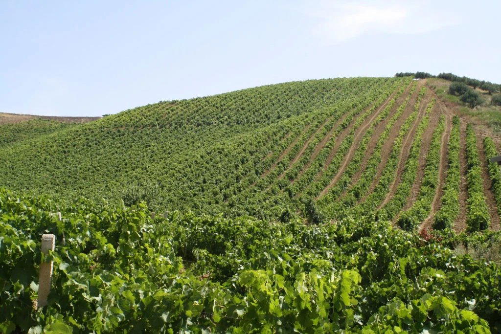 Tenute Orestiadi winery in Gibellina