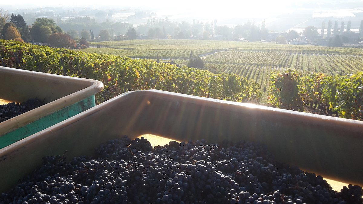 Christian Guyot winery in Bernex, Switzerland