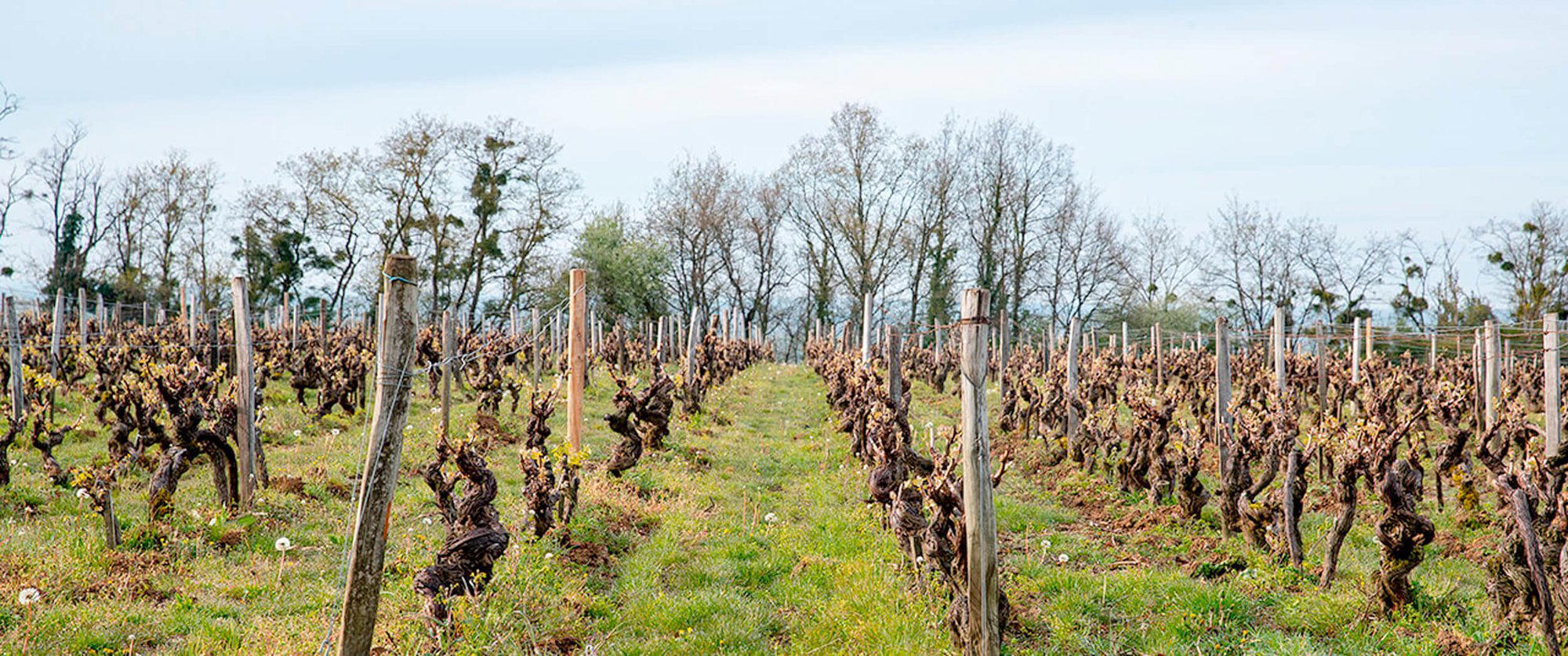 Champalou winery in Vouvray