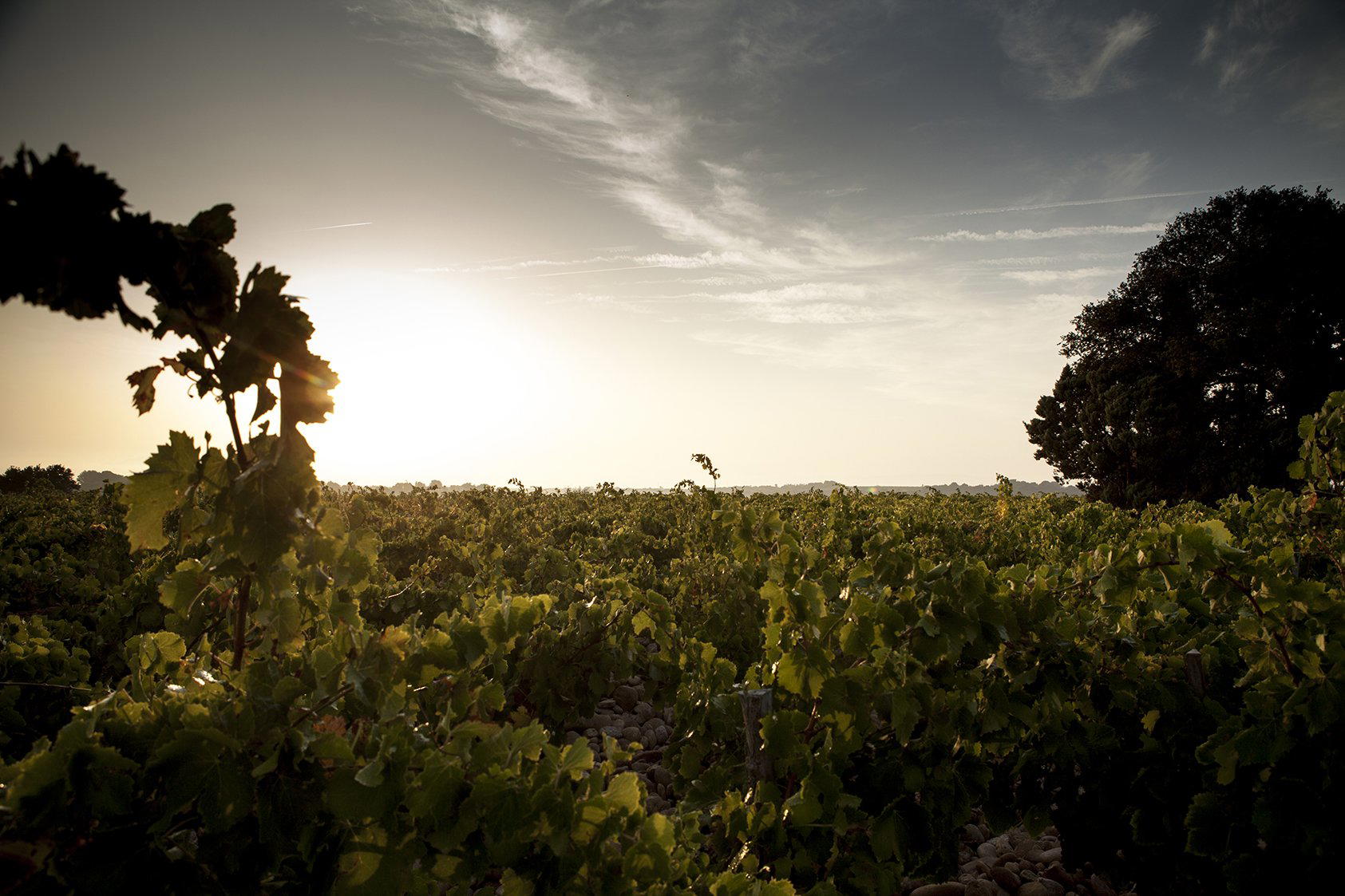 Domaine de la Cote de l'Ange, Châteauneuf-du-Pape, France