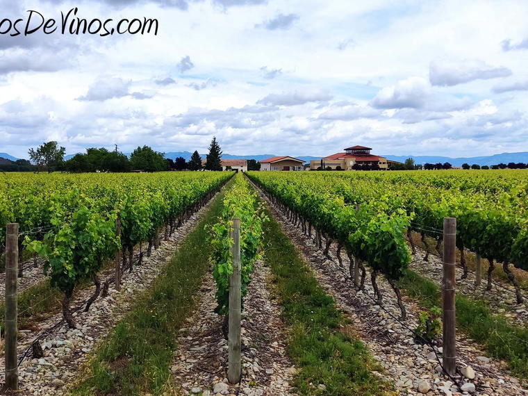 Bodegas y Viñedos Ortega Ezquerro, Tudelilla, Spain