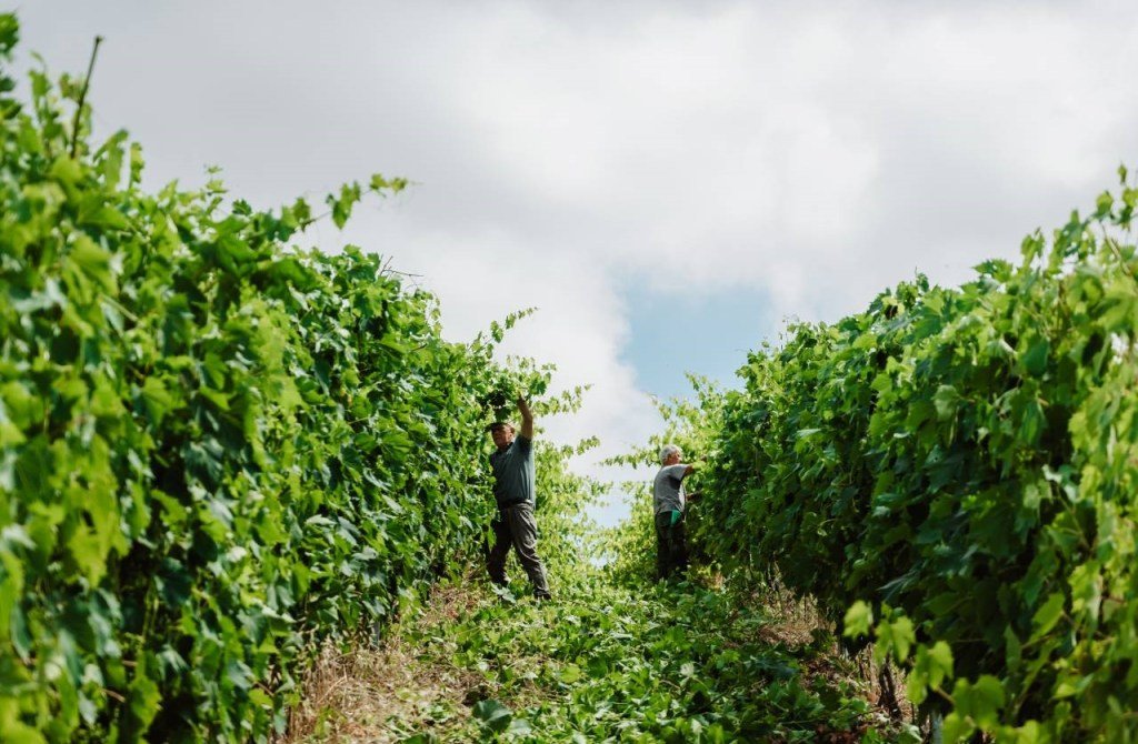 Azienda Agricola Podere Il Sassolo
