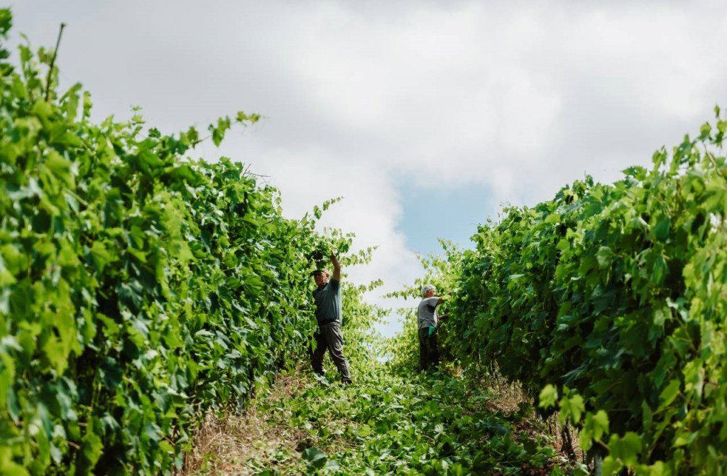 Azienda Agricola Podere Il Sassolo winery in Carmignano
