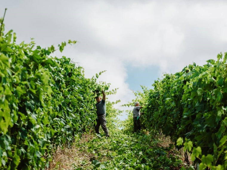 Azienda Agricola Podere Il Sassolo, Carmignano, Italy