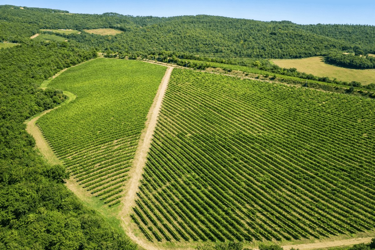 Centolani, Montalcino, Italy