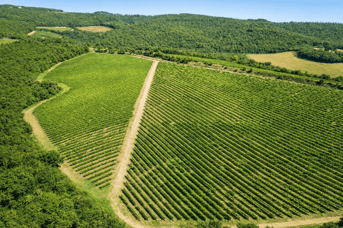 Centolani winery in Montalcino, Italy