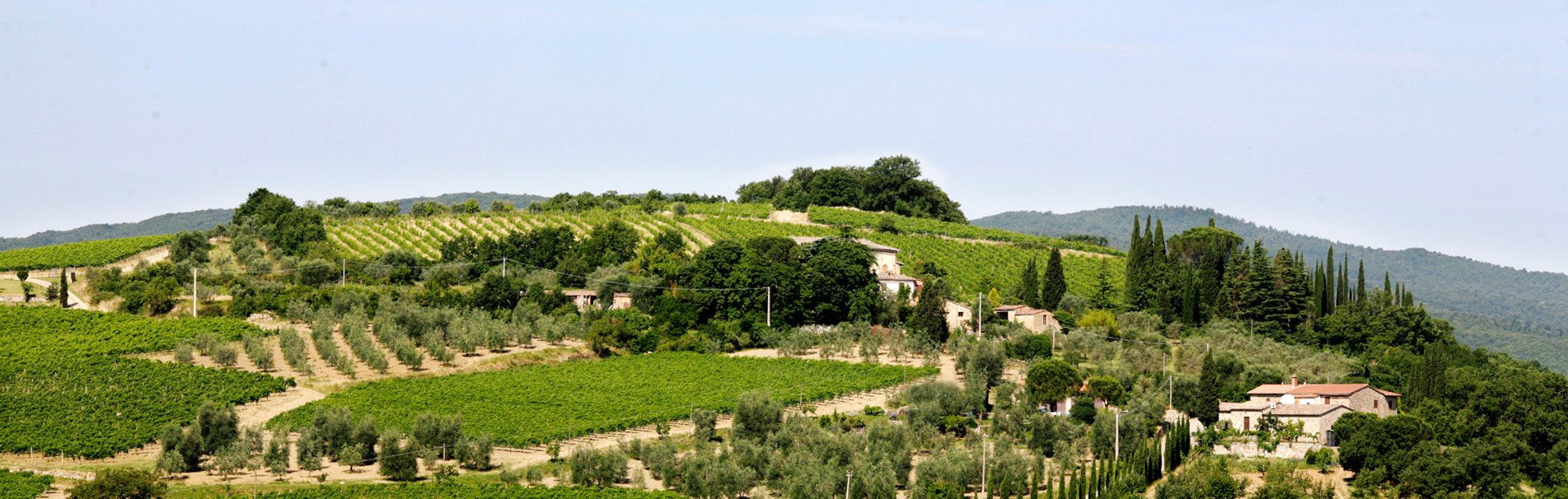 Baricci, Winery in Montalcino