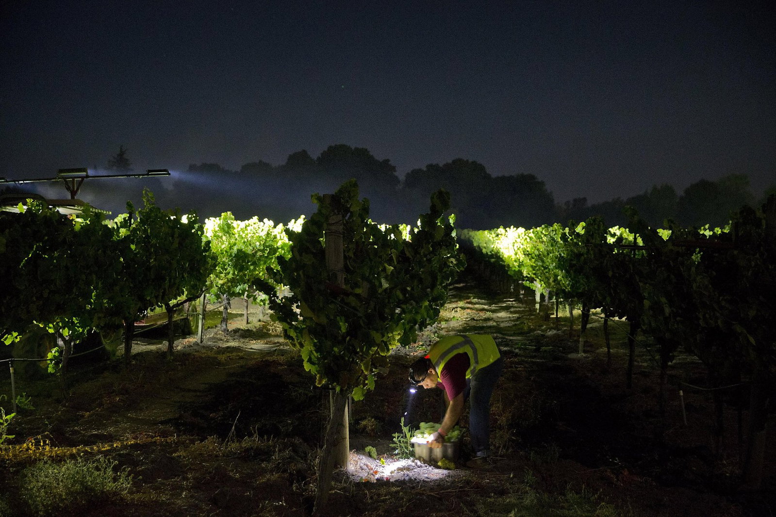 Barefoot Wine, Modesto, United States