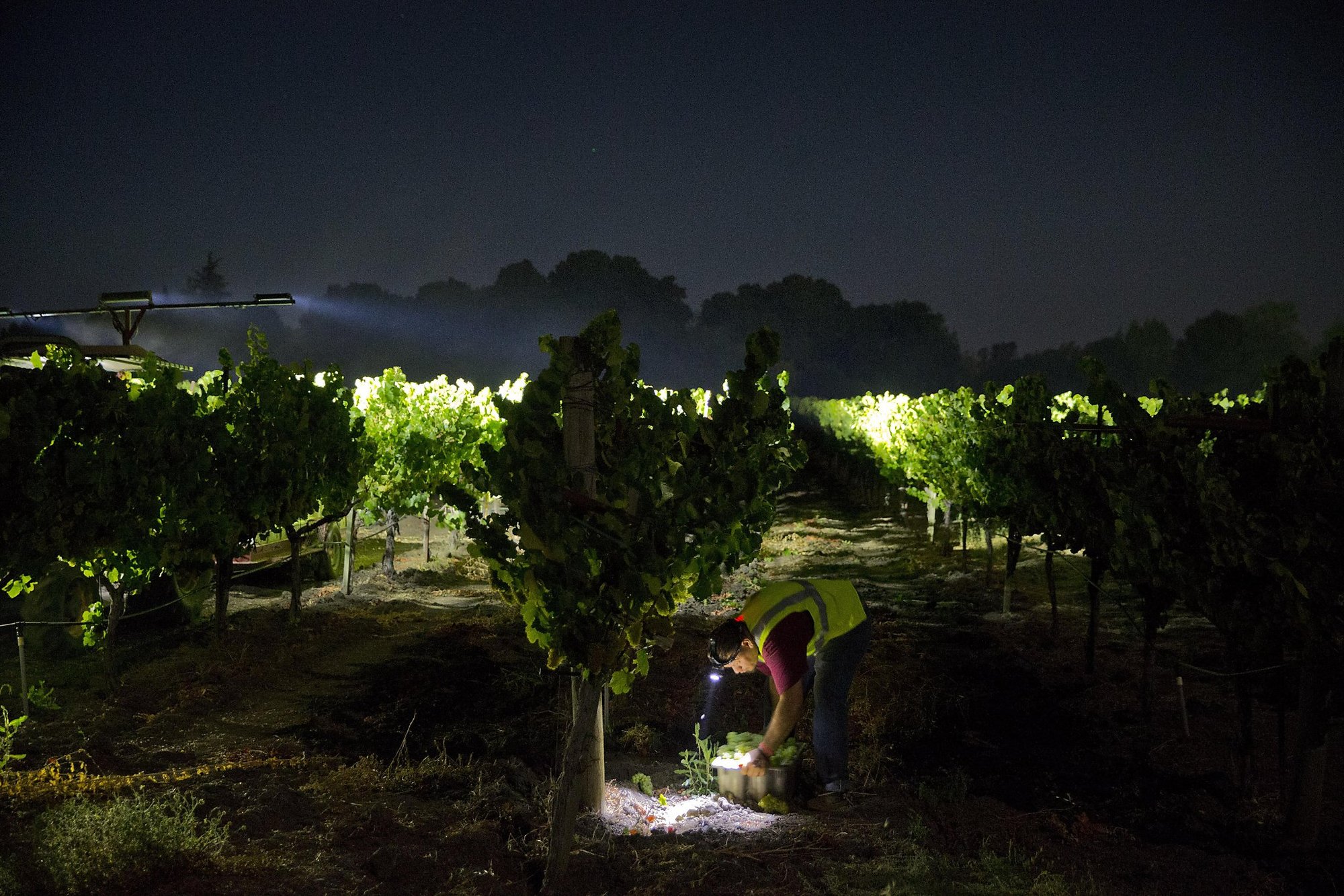 Barefoot Wine