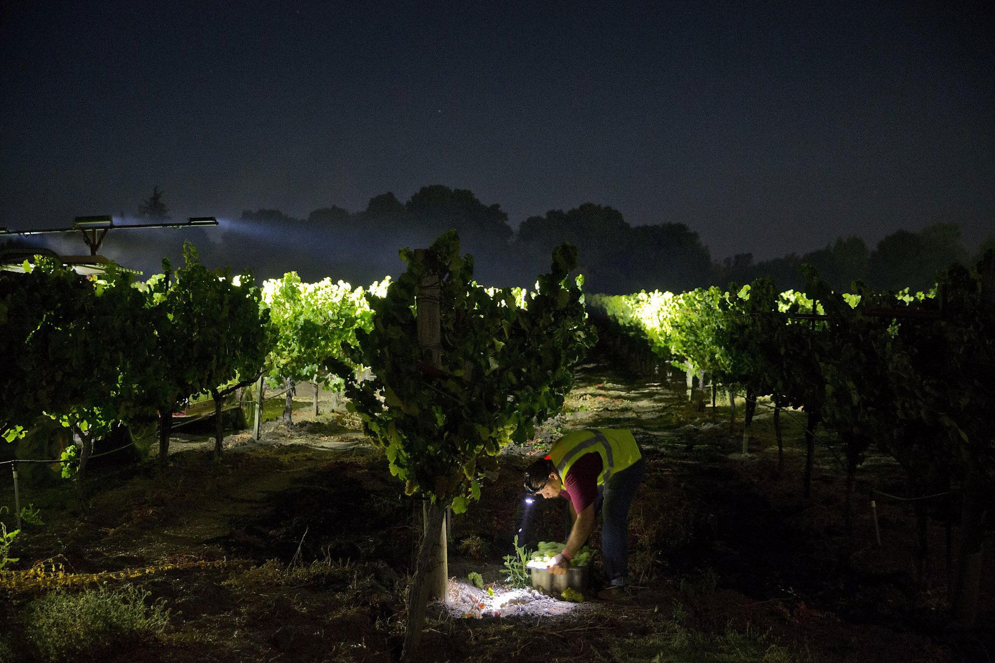 Barefoot Wine, Winery in Modesto