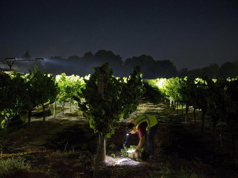 Barefoot Wine, Modesto, United States
