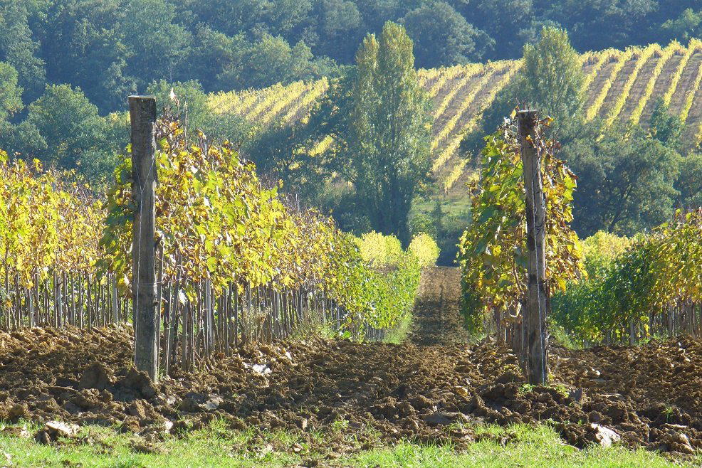 Tenute San Fabiano winery in Arezzo