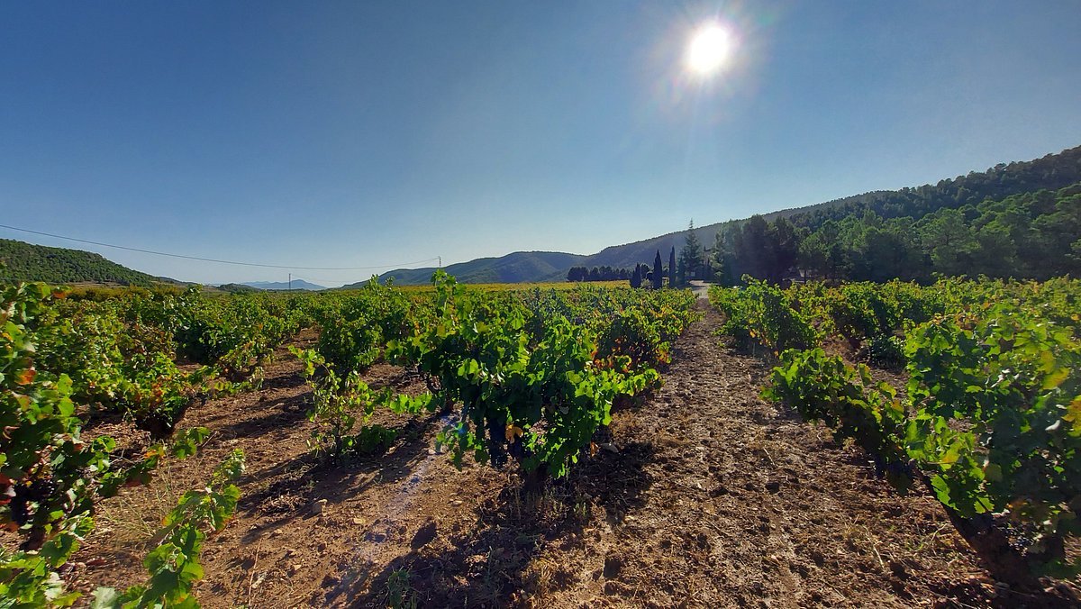 Bodegas del Rosario, Bullas, Spain