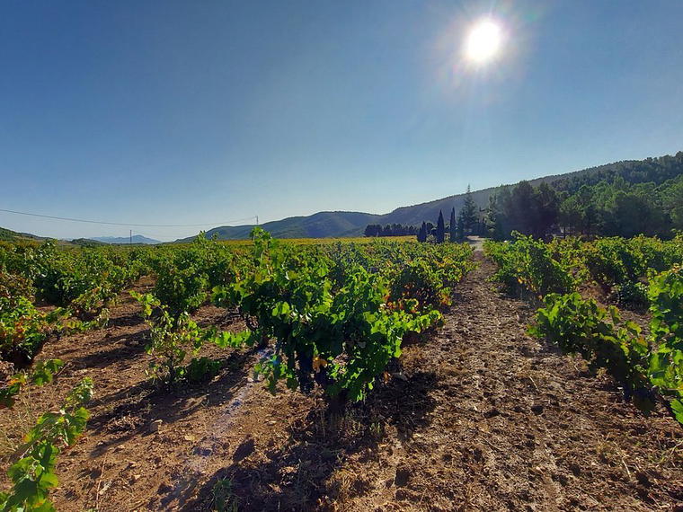 Bodegas del Rosario, Bullas, Spain