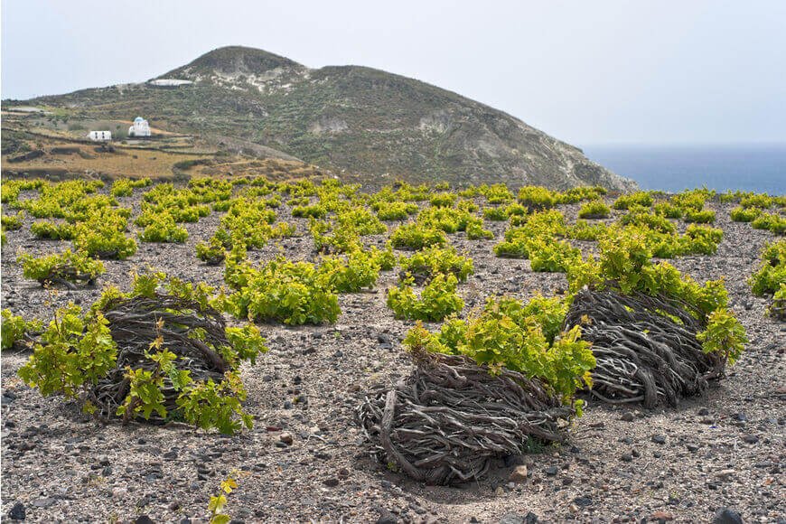 Boutari Wineries Santorini, Winery in Megalochori